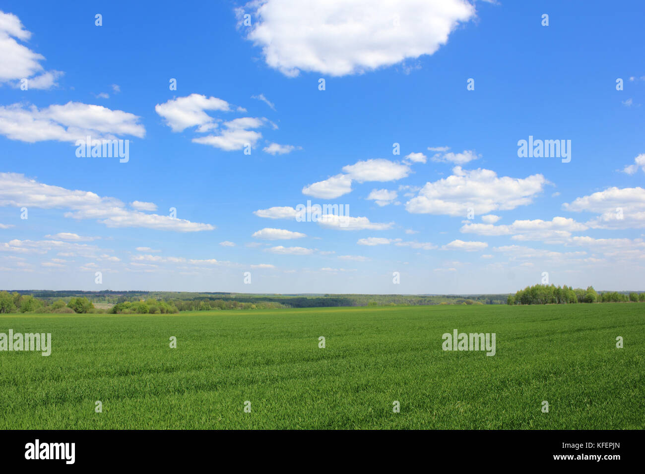 Green field  over the blue sky photo Stock Photo