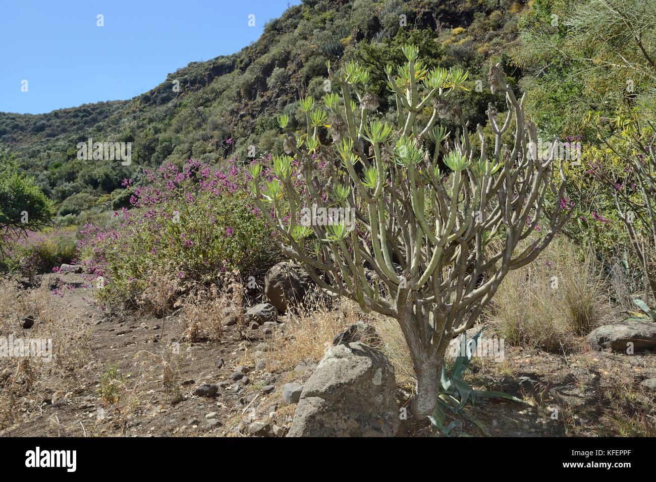 Canary Islands candle plant / Verode / Berode (Kleinia neriifolia = Senecio nerifolia), on a dry hillside, Gran Canaria, Canary Islands, June. Stock Photo