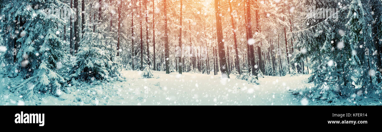 Pine trees covered with snow Stock Photo - Alamy