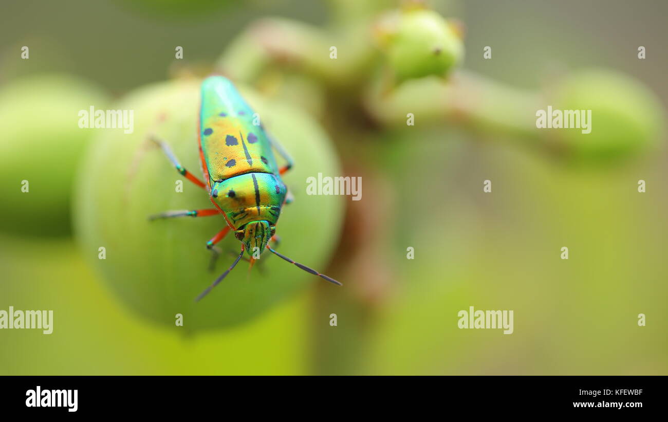 Jewel bug (Chrysocoris stollii) Beetle, Shield bug which belong to the Scutelleridae family and are actually true bug.They are often brilliant colors Stock Photo