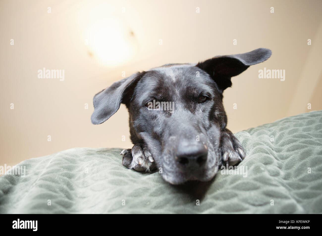 Big dog on bed. Stock Photo