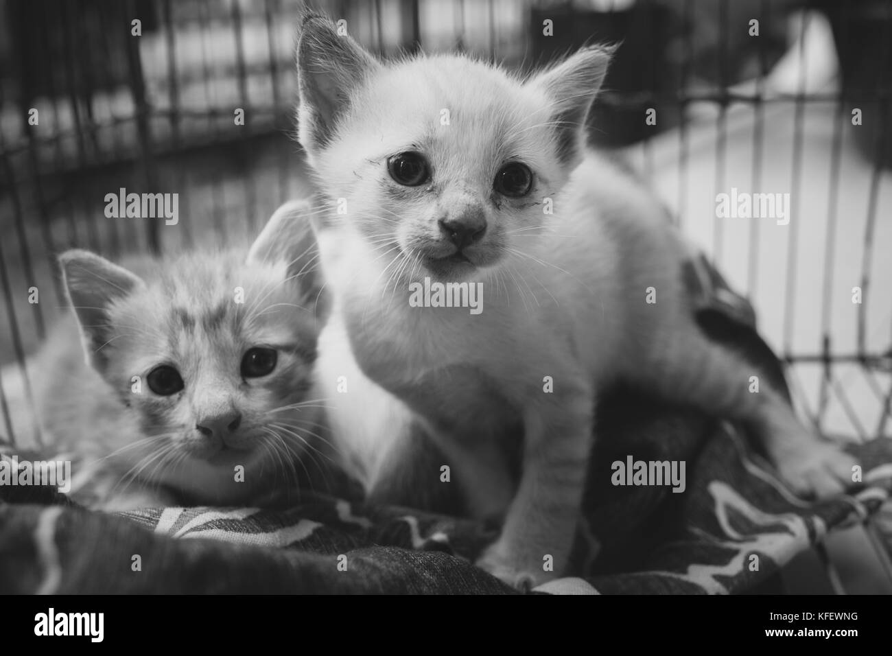 two abandoned kittens with sad eyes and face in the cage, cats waiting for home. abstract black and white photo and film style. Stock Photo