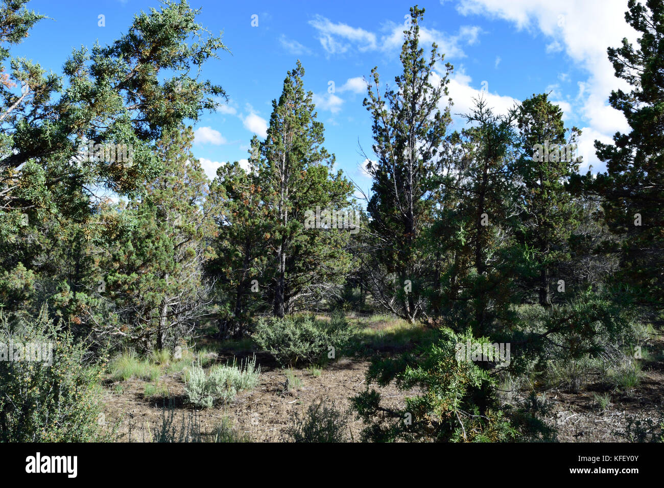 Central Oregon Landscape Stock Photo - Alamy