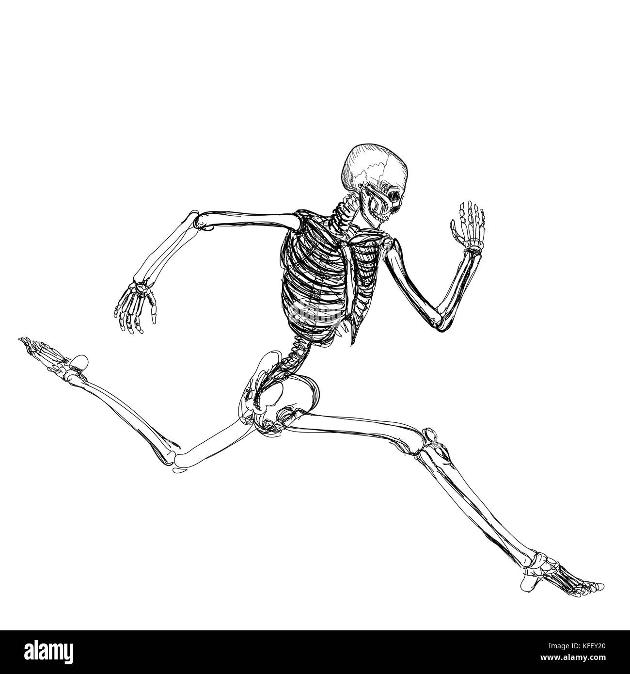 Скелет и мышцы человека референс. Скелет человека в движении. Скелет человека в движении. Скелет человека референс. Скелет человека.