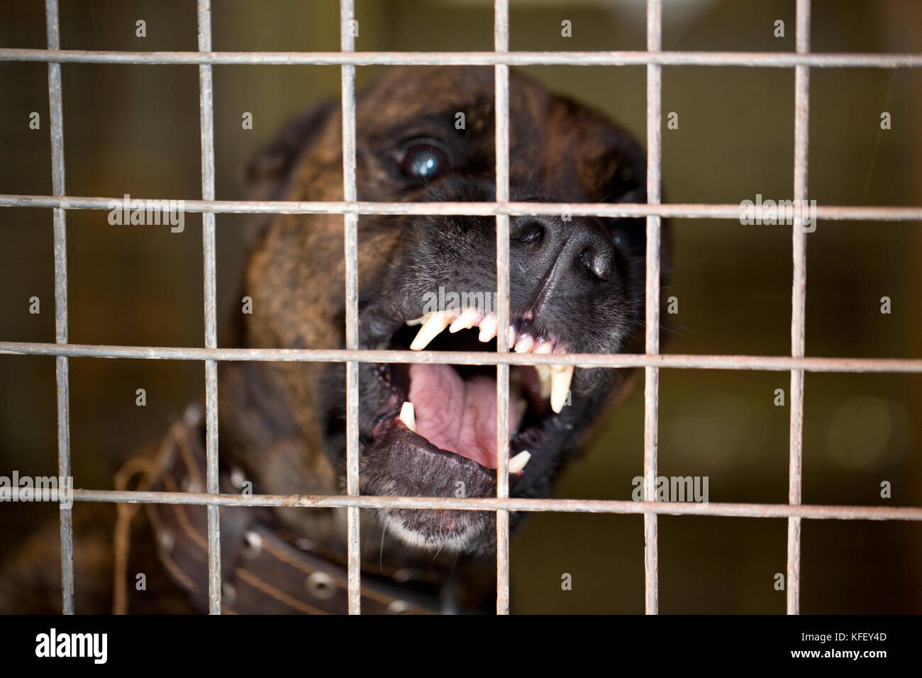 An angry dog seats in a cage and barks Stock Photo