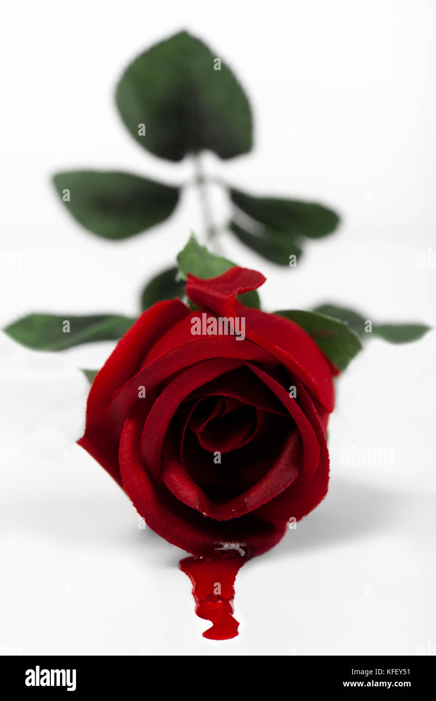 Conceptual image representing fake love, showing a fake rose with blood