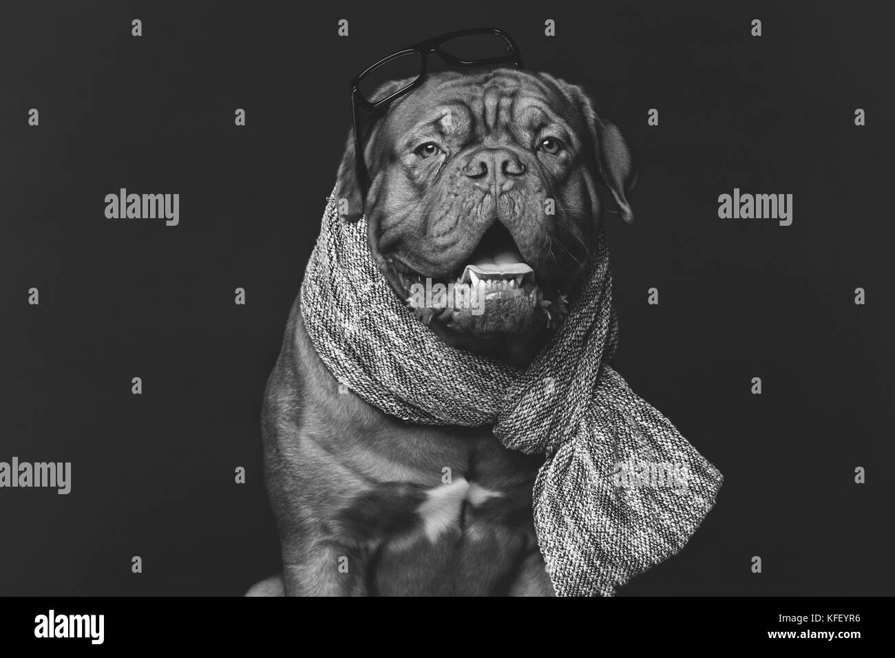 beautiful bordeaux dogue dog in scarf Stock Photo