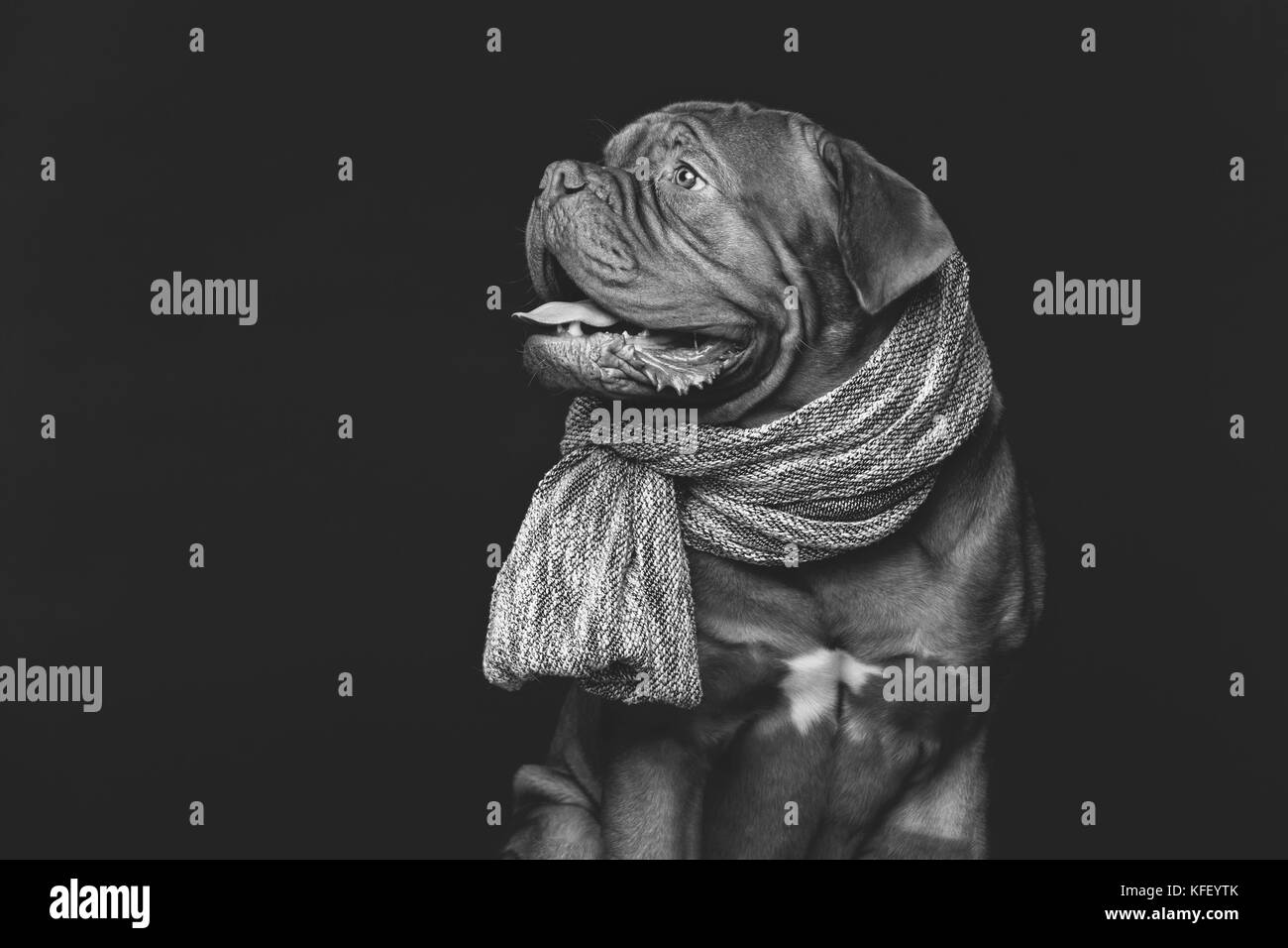 beautiful bordeaux dogue dog in scarf Stock Photo