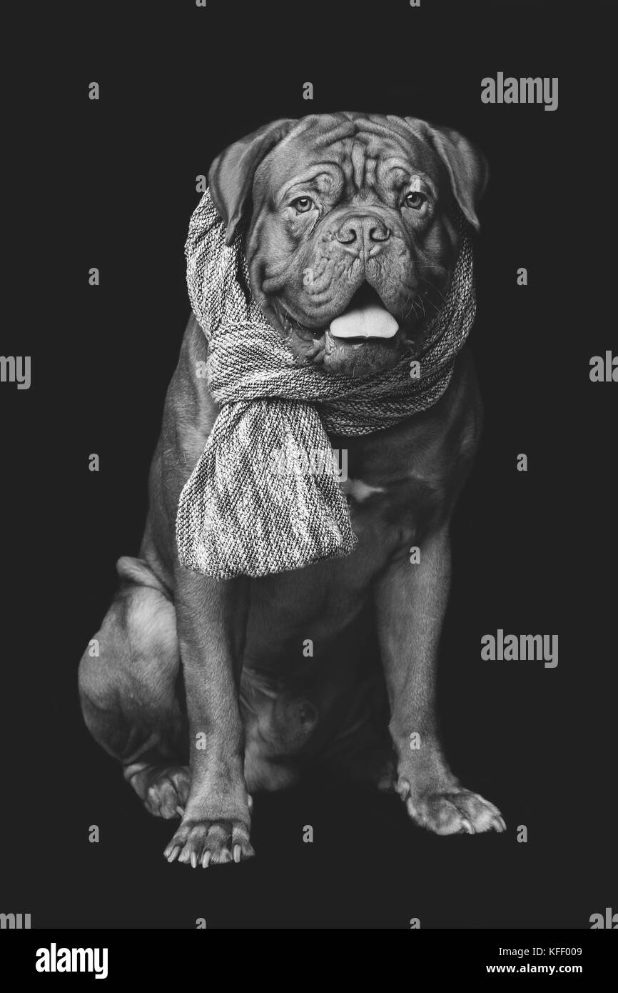 Dogue De Bordeaux Dog Black and White Stock Photos & Images - Alamy