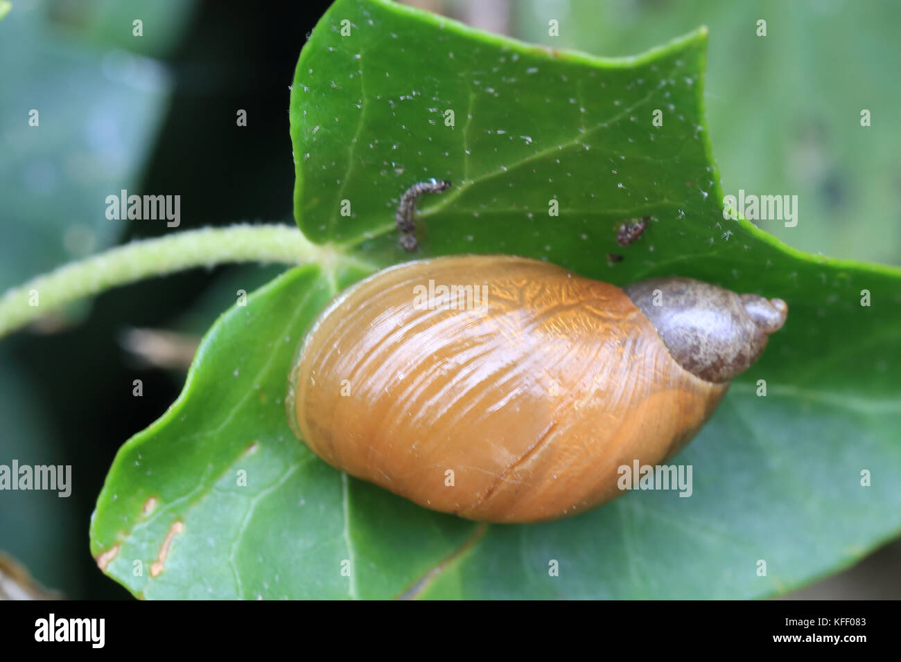 Amber Snail, (Succinea putris), Welney WWT Reserve, Norfolk, England, UK. Stock Photo