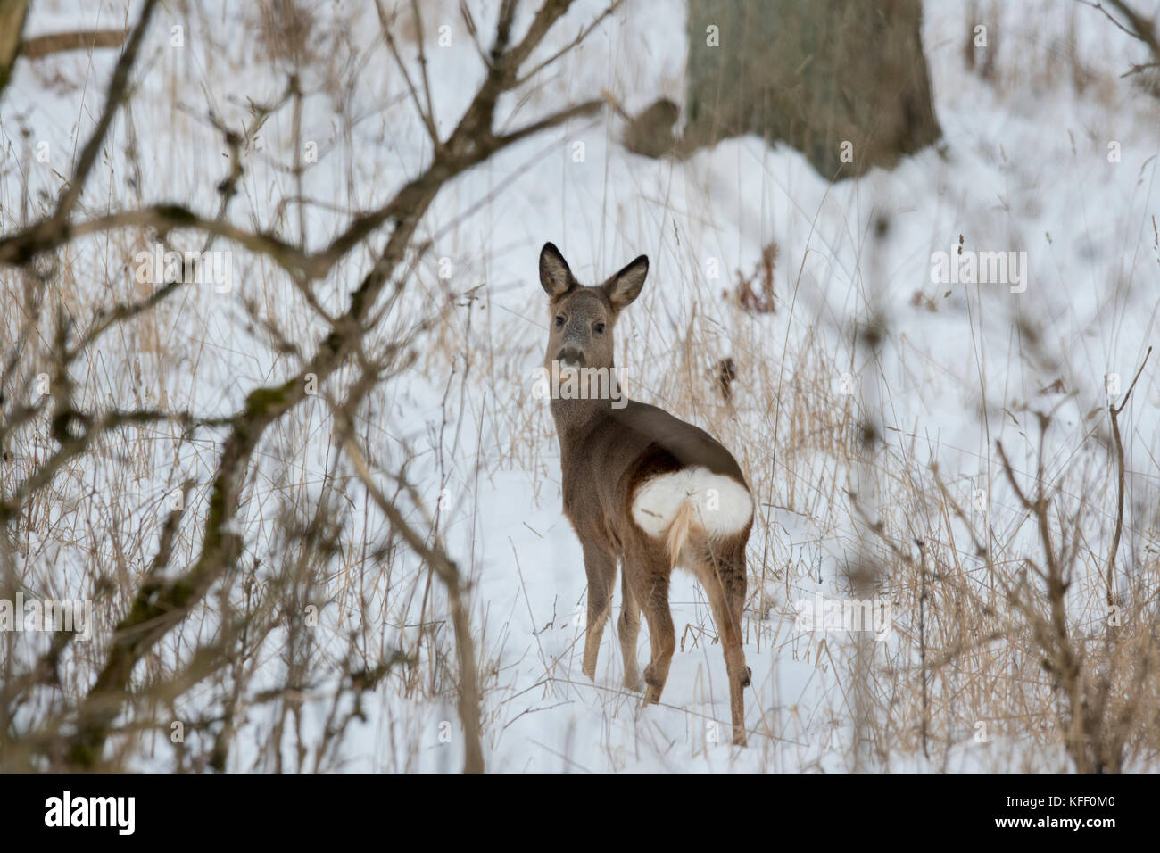 Roe deer in winter coat, Scvania Sweden Stock Photo