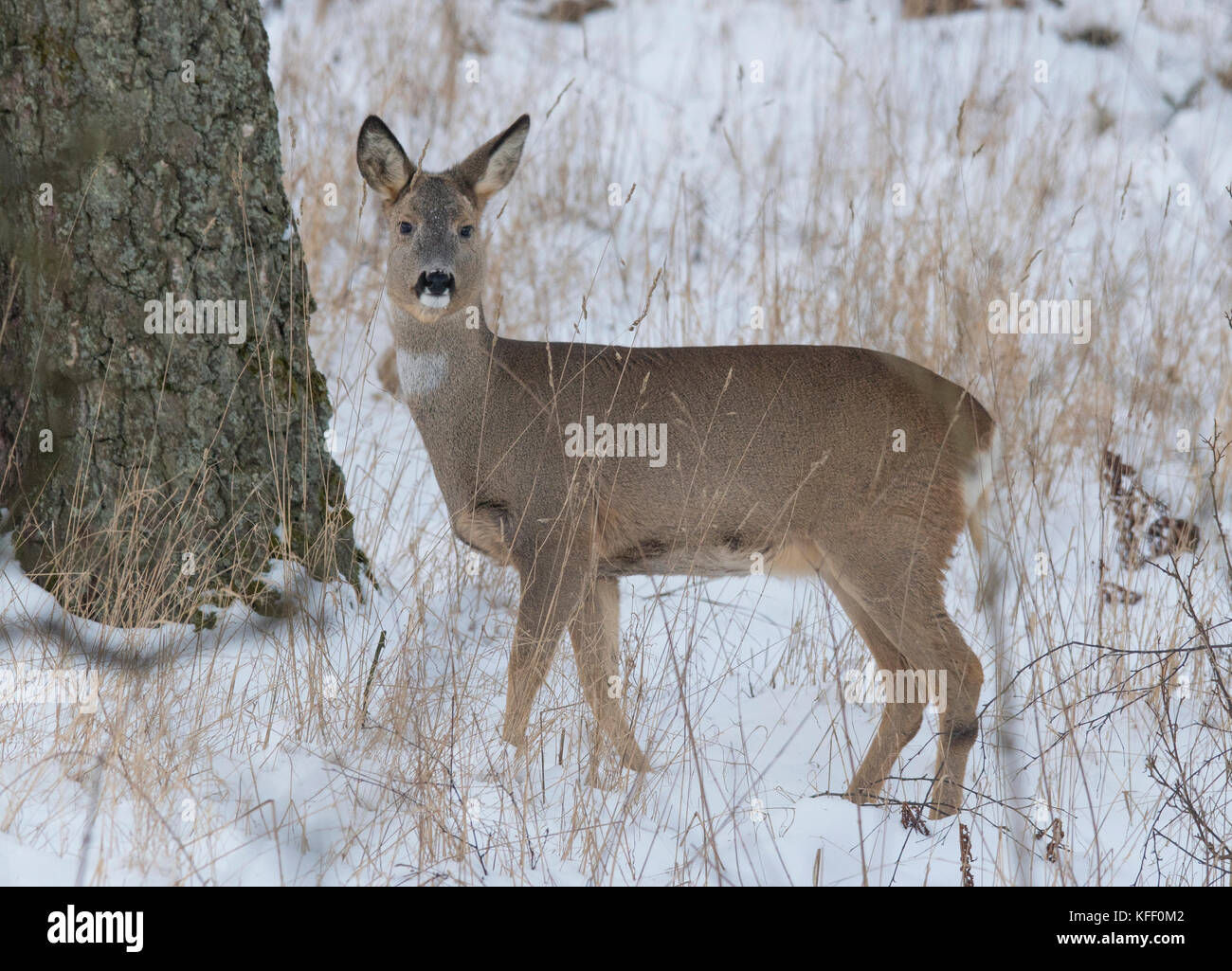 Roe deer in winter coat, Scvania Sweden Stock Photo - Alamy