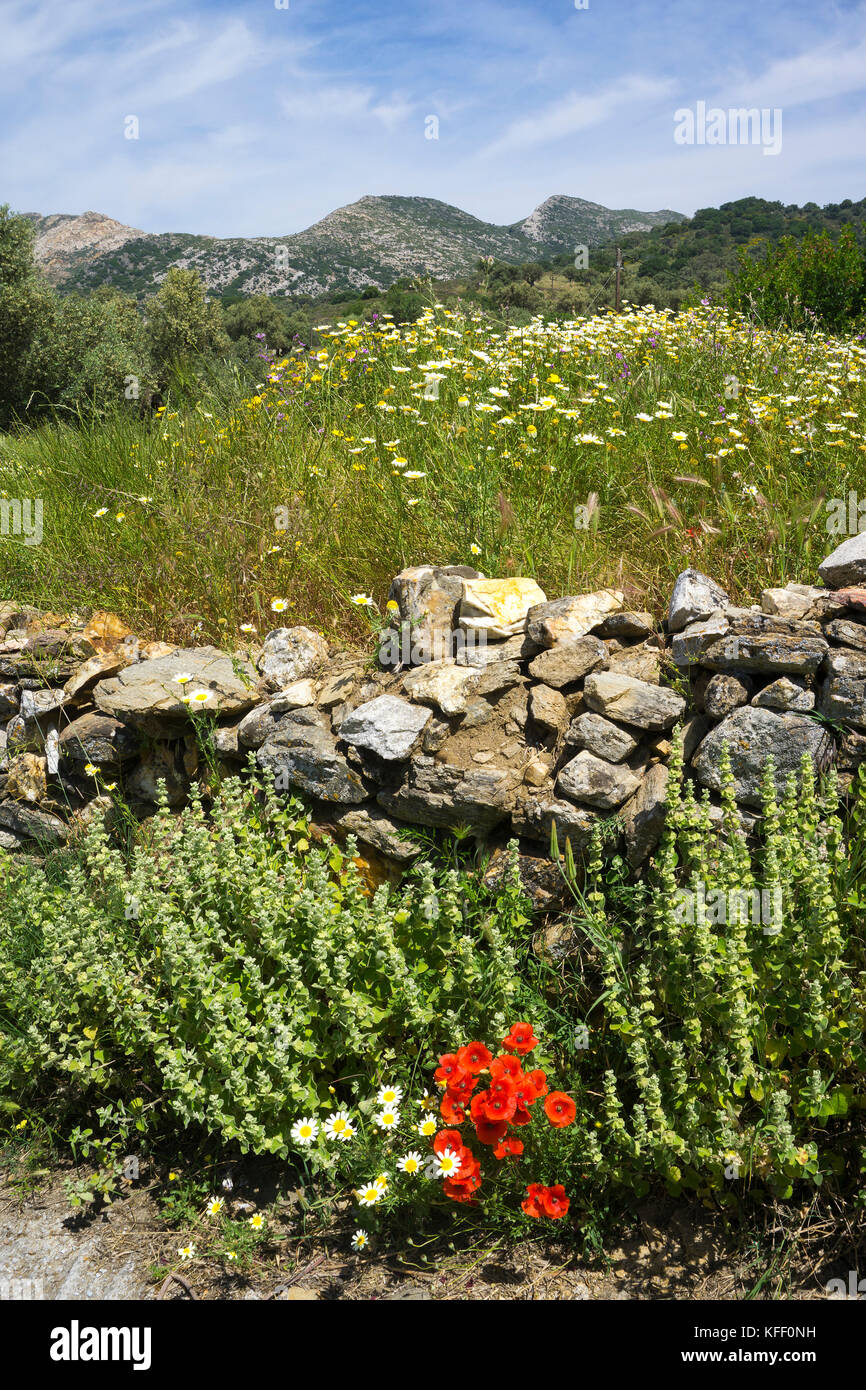 Meadow with wild flowers at Melanes, Naxos island, Cyclades, Aegean, Greece Stock Photo