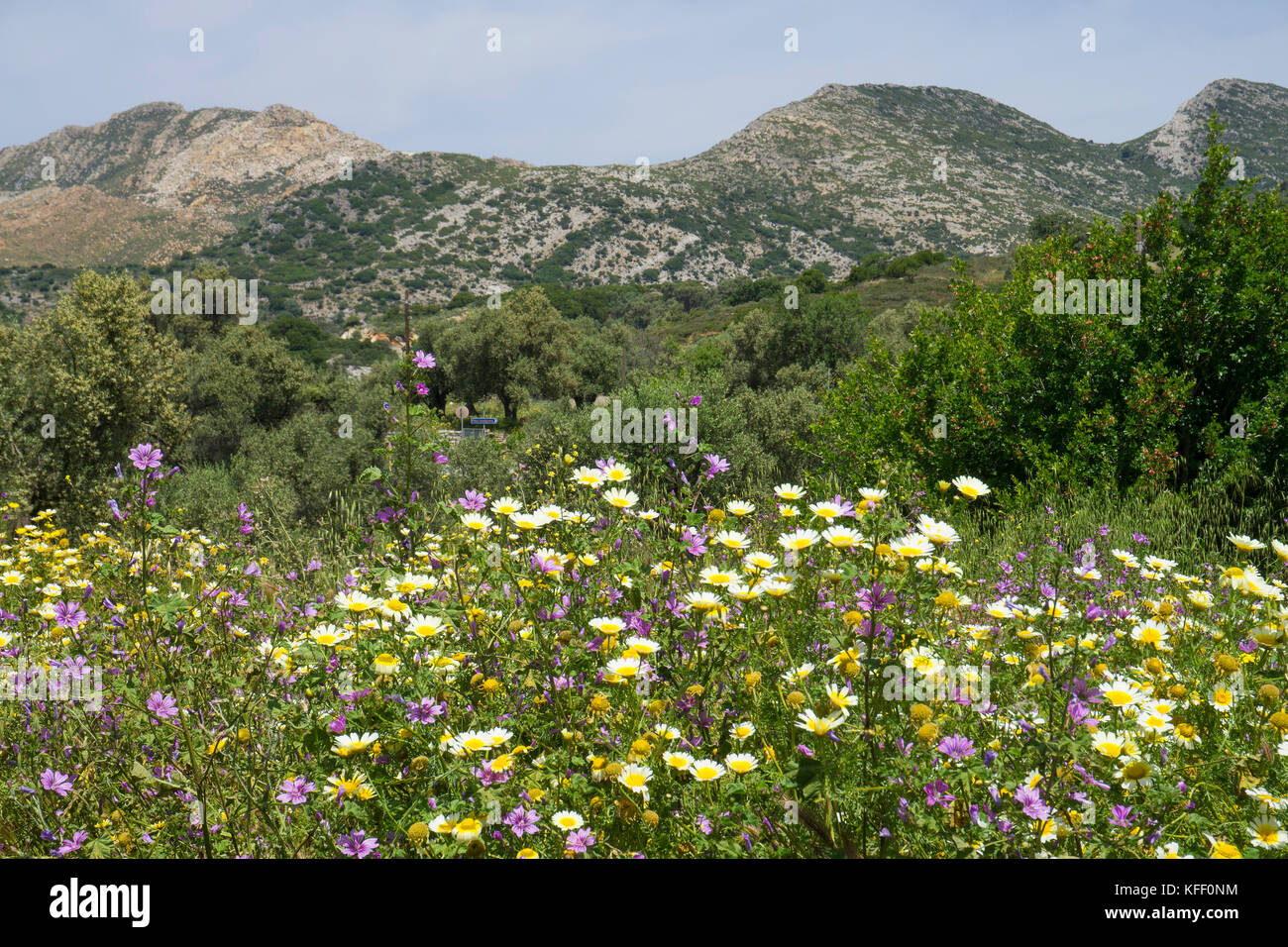 Meadow with wild flowers at Melanes, Naxos island, Cyclades, Aegean, Greece Stock Photo