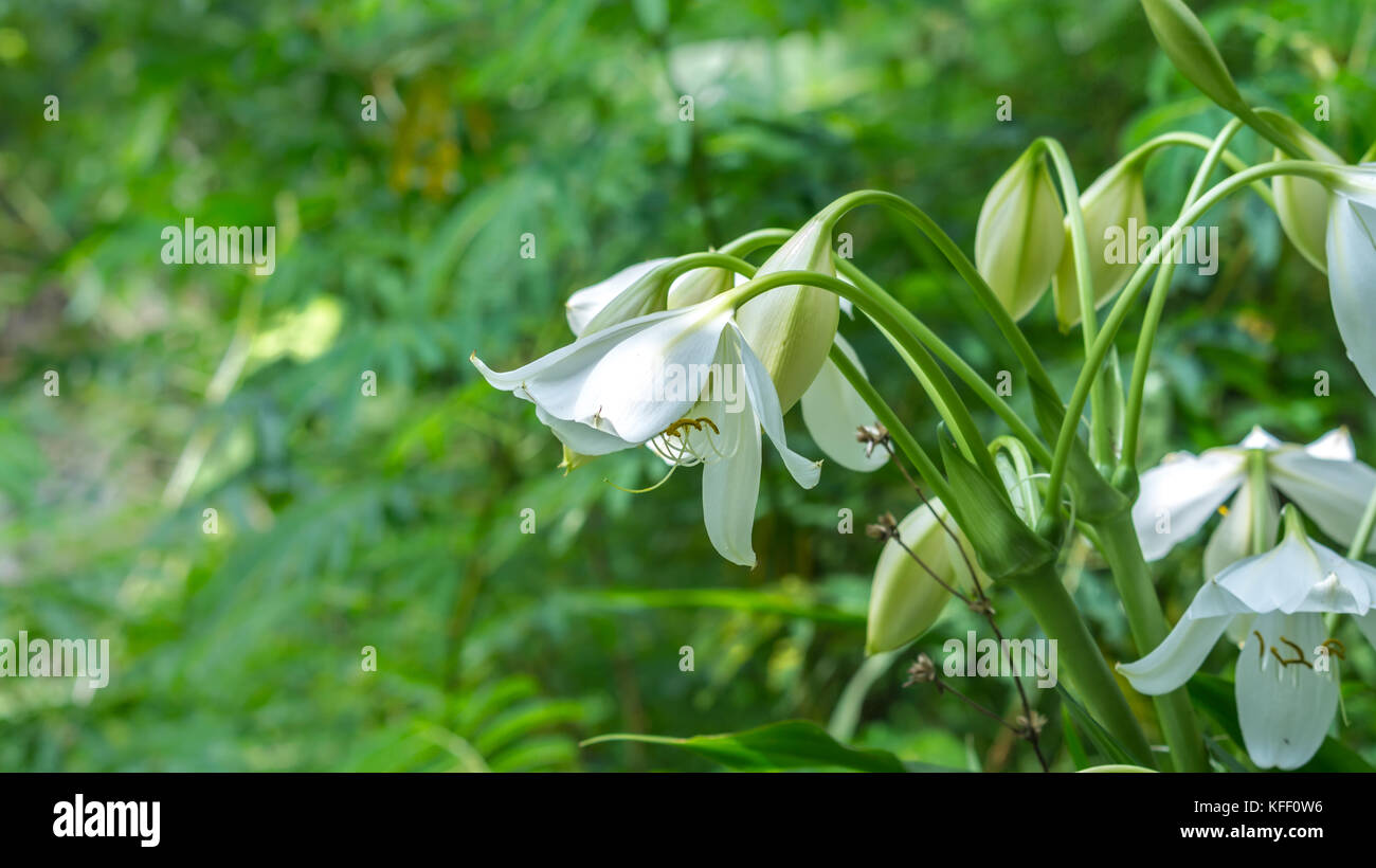 white asian lily flower with green background Stock Photo