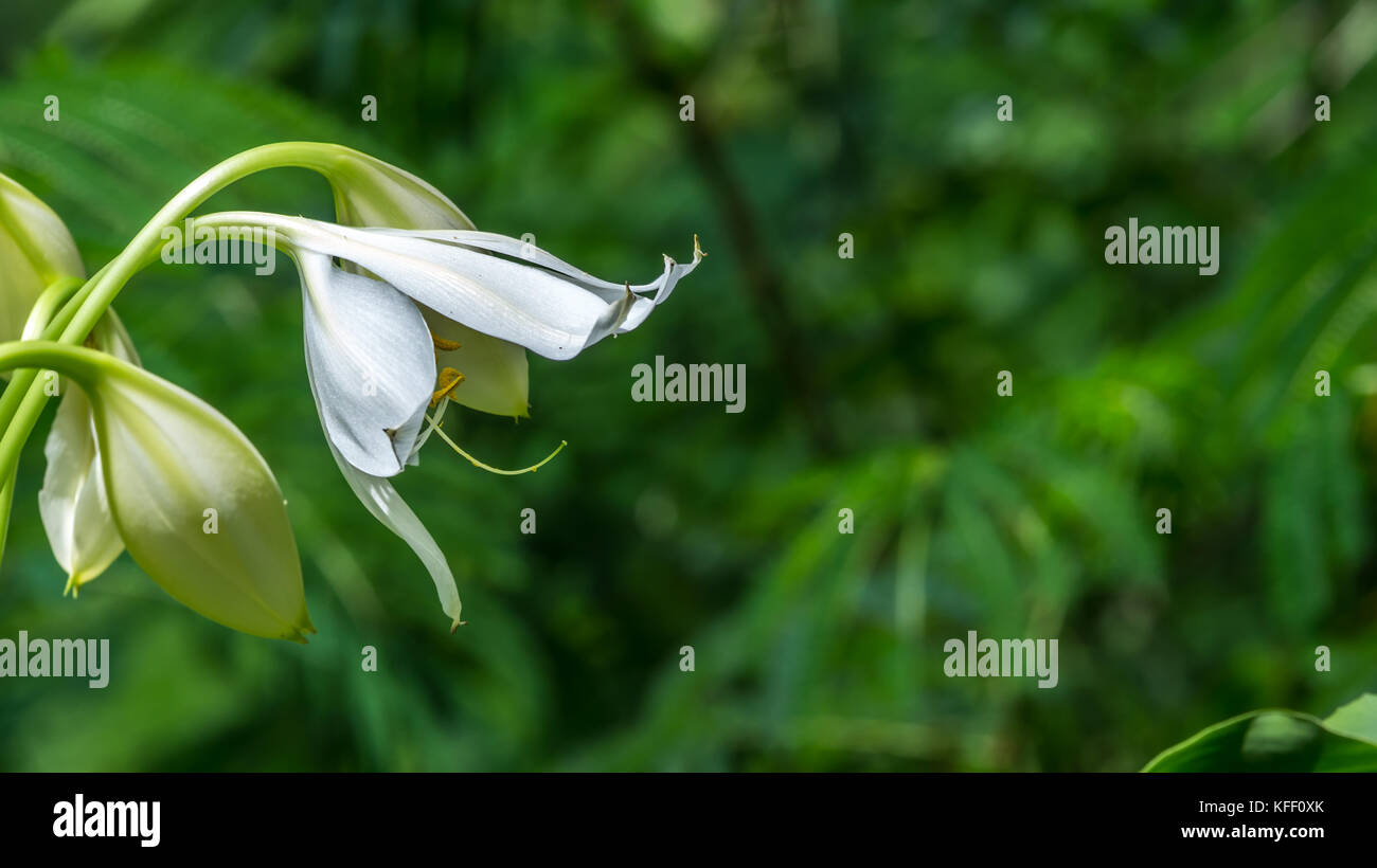 white asian lily flower with green background Stock Photo