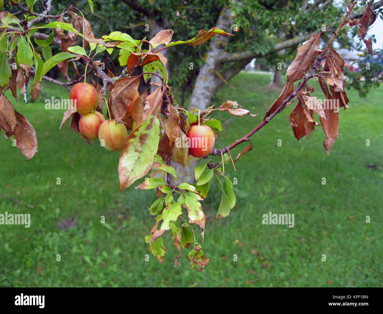 Bacterial scorch or fire blight on plum tree Stock Photo Alamy