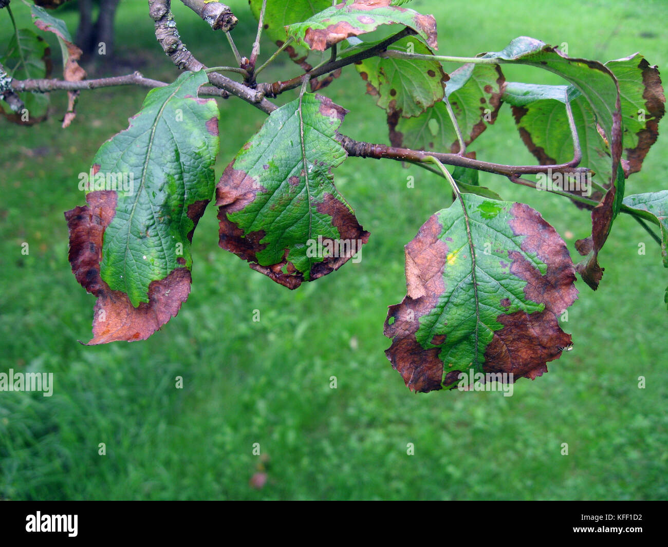 Fire Blight Apple Tree Diseases Uk Fititnoora