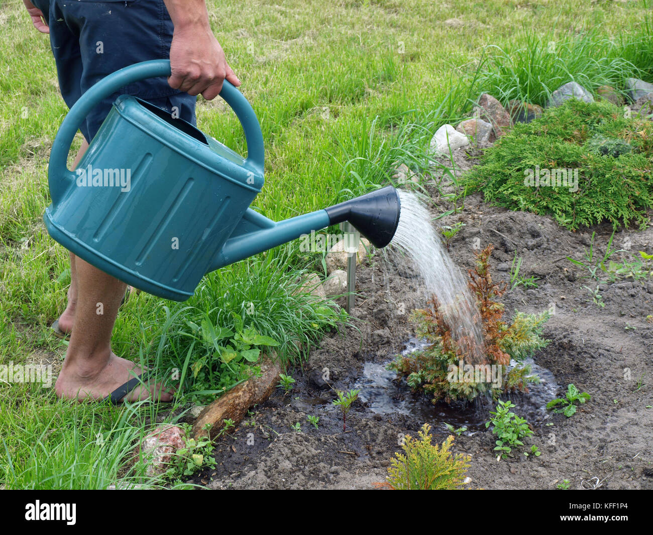 Watering young thuja plant by watering can Stock Photo Alamy