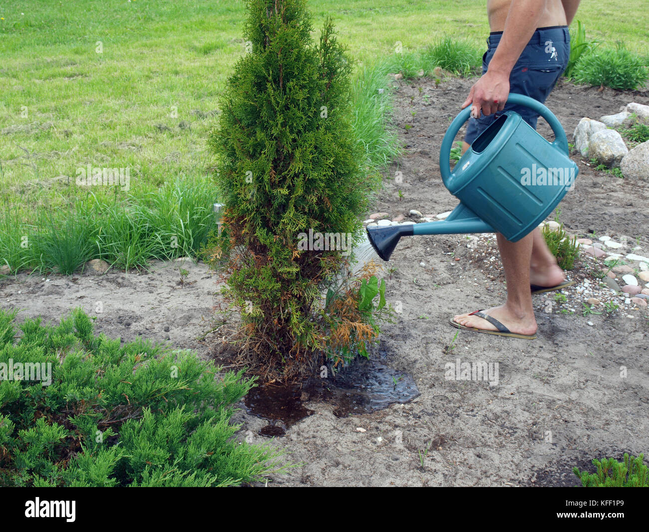 Watering young thuja plant by watering can Stock Photo