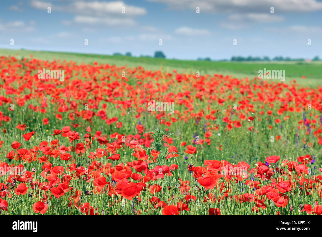poppies flower meadow landscape spring season Stock Photo - Alamy