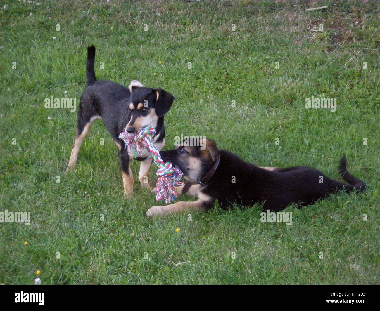 Two dogs playing in grass hi-res stock photography and images - Alamy