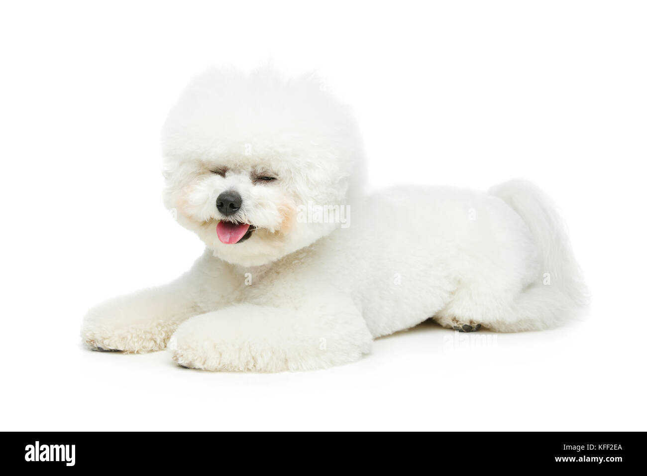 beautiful bichon frisee dog Stock Photo - Alamy