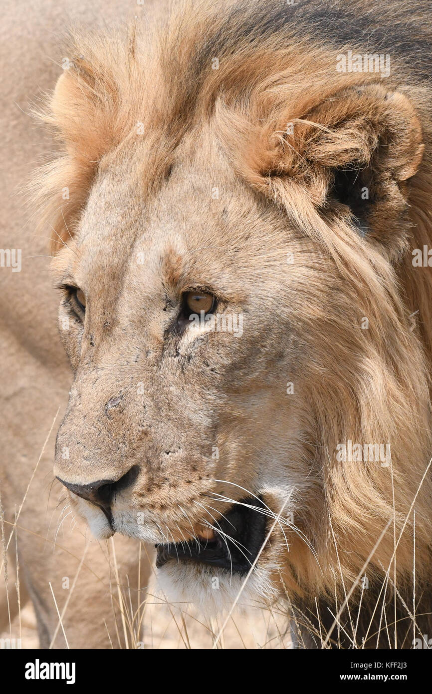 Safari at Etosha, Namibia Stock Photo