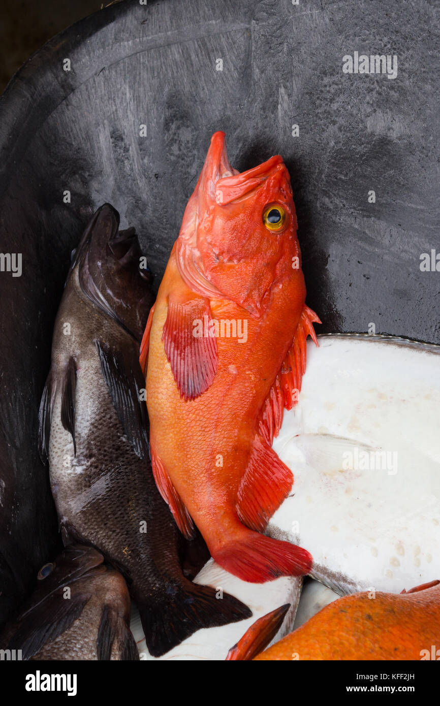 Yelloweye Rockfish Caught, Seward, Alaska, USA Stock Photo Alamy