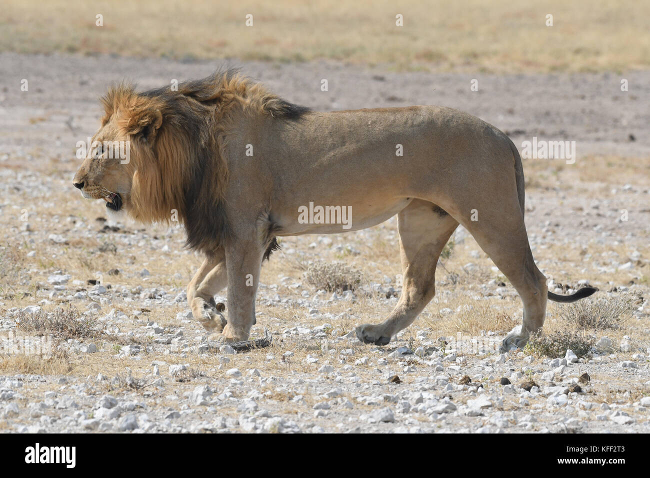 Safari at Etosha, Namibia Stock Photo