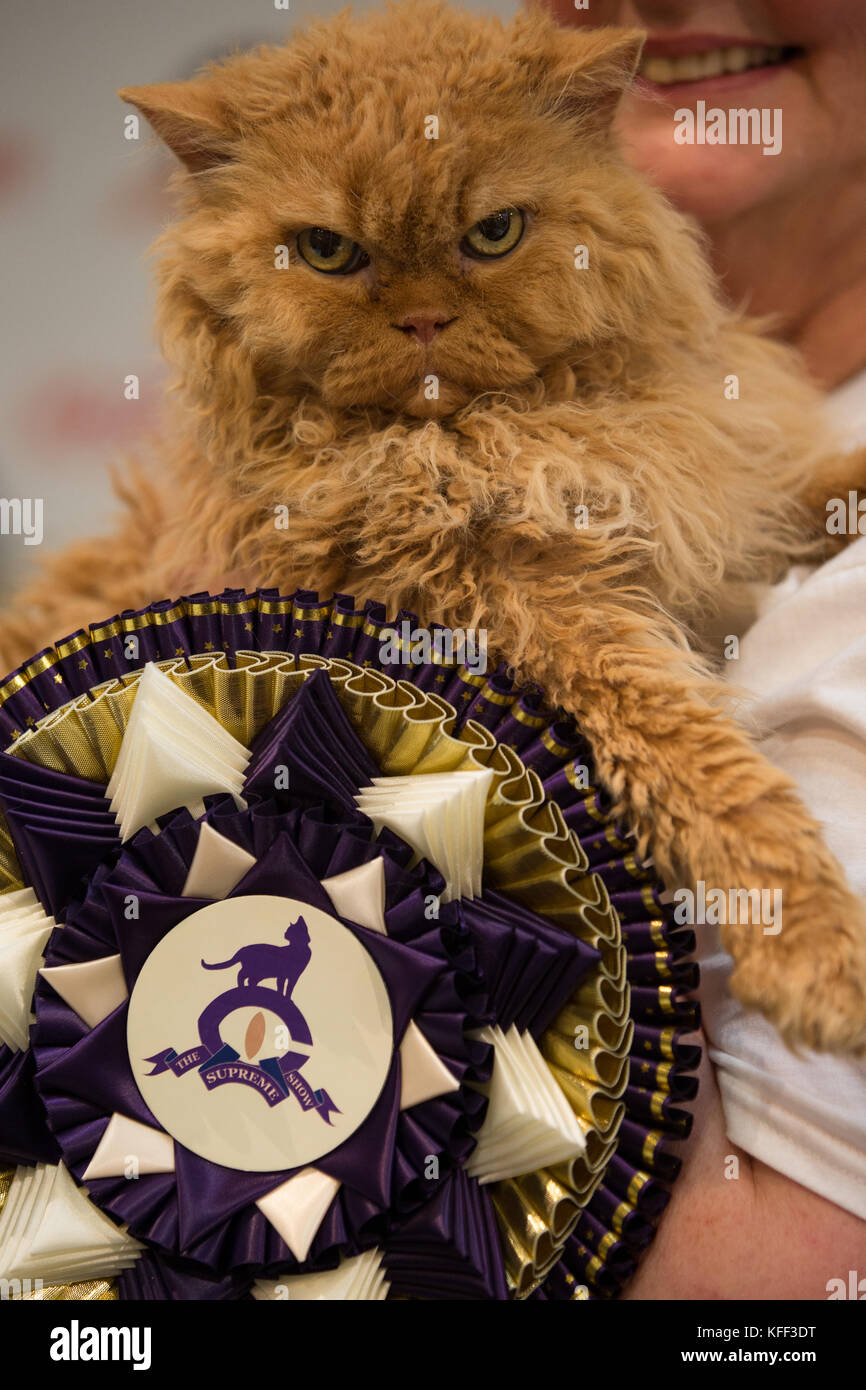 Josh, a Selkirk Rex Longhair, winner of the Supreme pedigree pet class competition at the Supreme Cat Show in Birmingham. Stock Photo