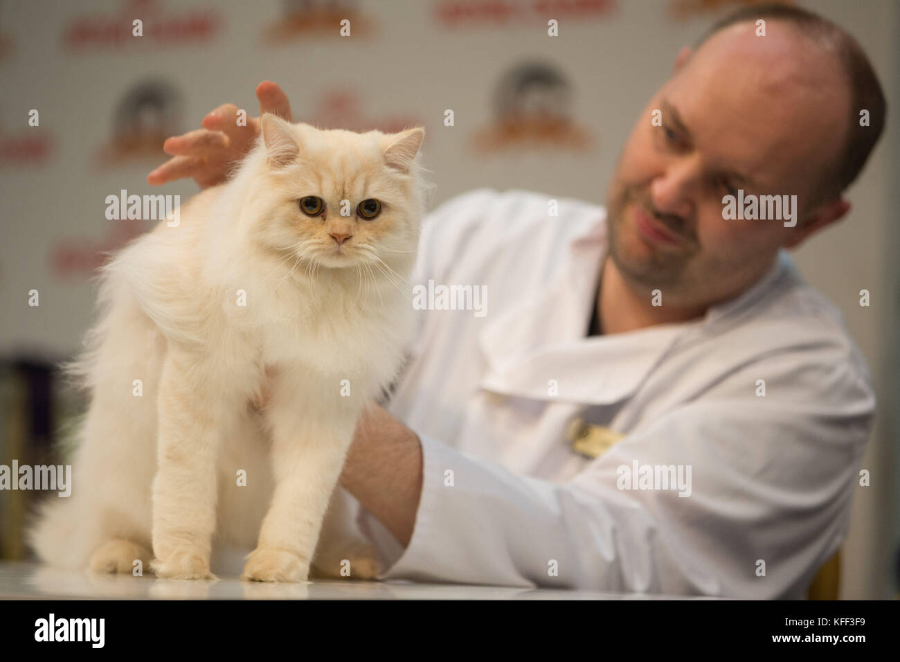 A kitten under inspection for the fun kitten class competition at the Supreme Cat Show in Birmingham. Stock Photo