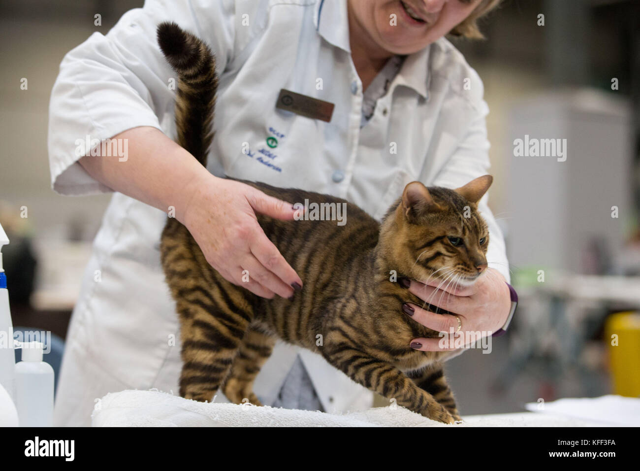 A kitten under inspection for the fun kitten class competition at the ...