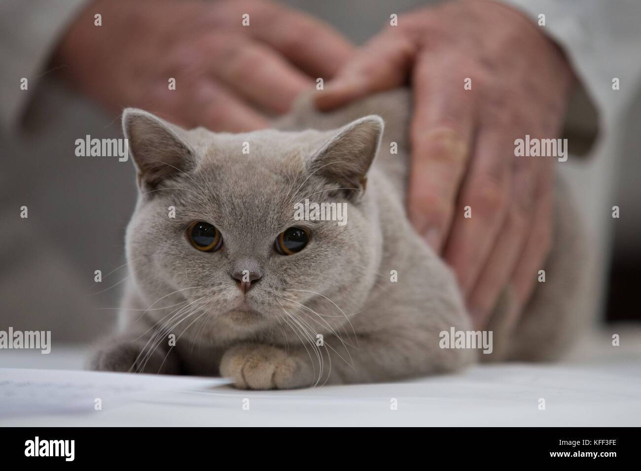 A kitten under inspection for the fun kitten class competition at the Supreme Cat Show in Birmingham. Stock Photo