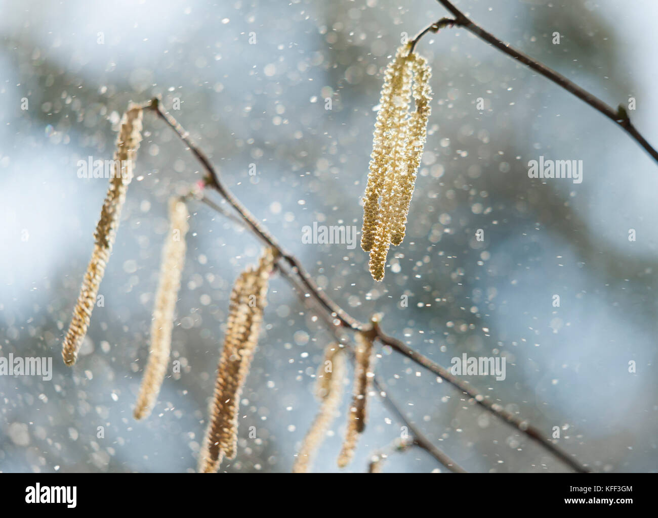 Twig and florescence of a hazel tree with pollen. Hazel pollen freqently trigger hay fever and asthma during springtime and make allergic people suffe Stock Photo