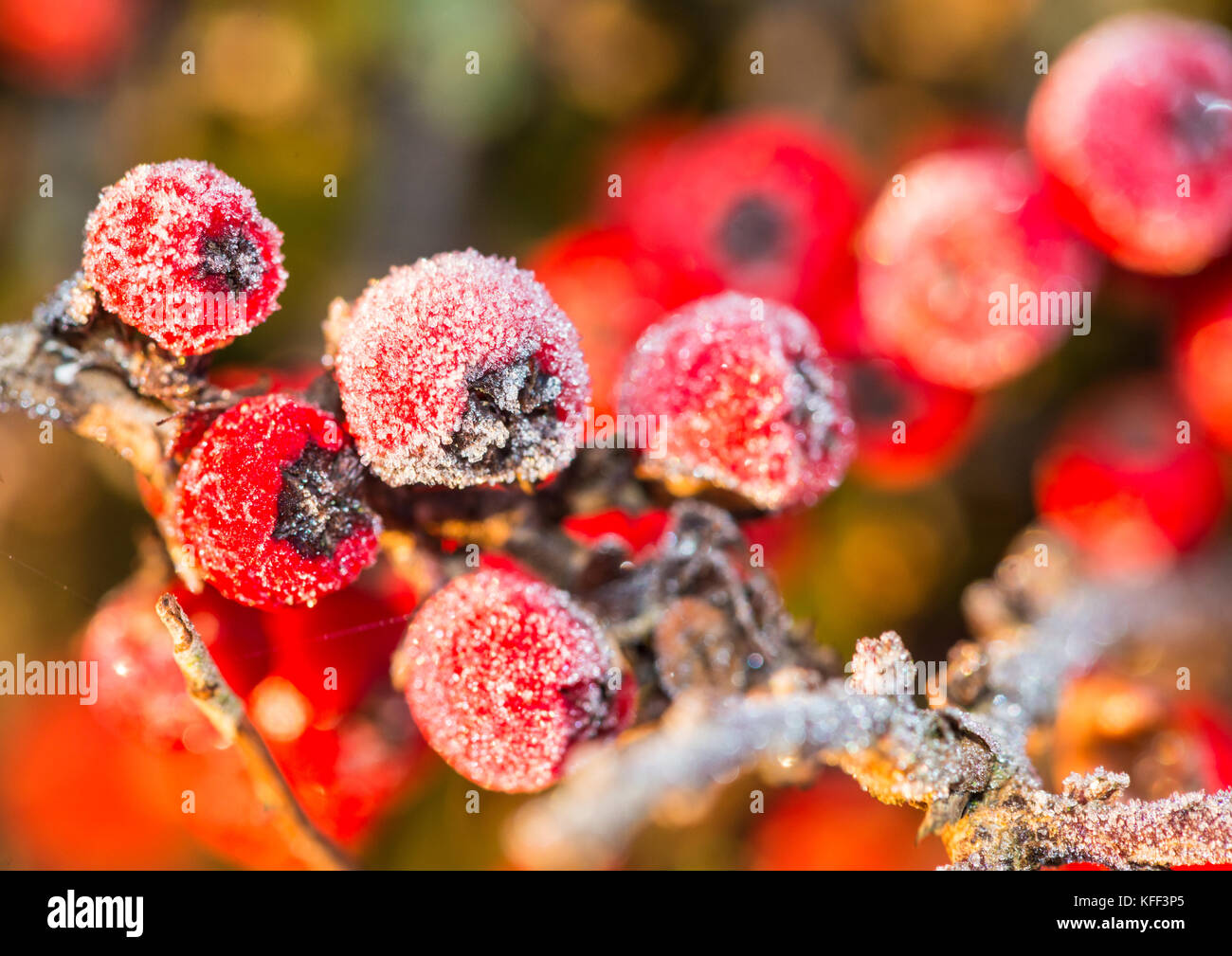 A macro shot of some red cotoneaster berries covered in frost. Stock Photo