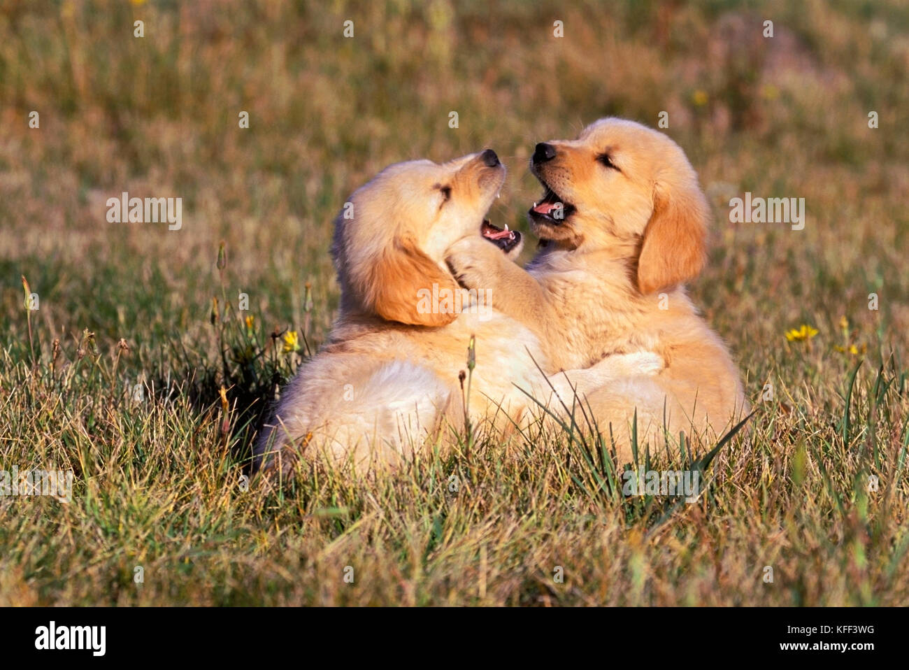 Two Golden Retriever puppy, few weeks old, playing together in field ...