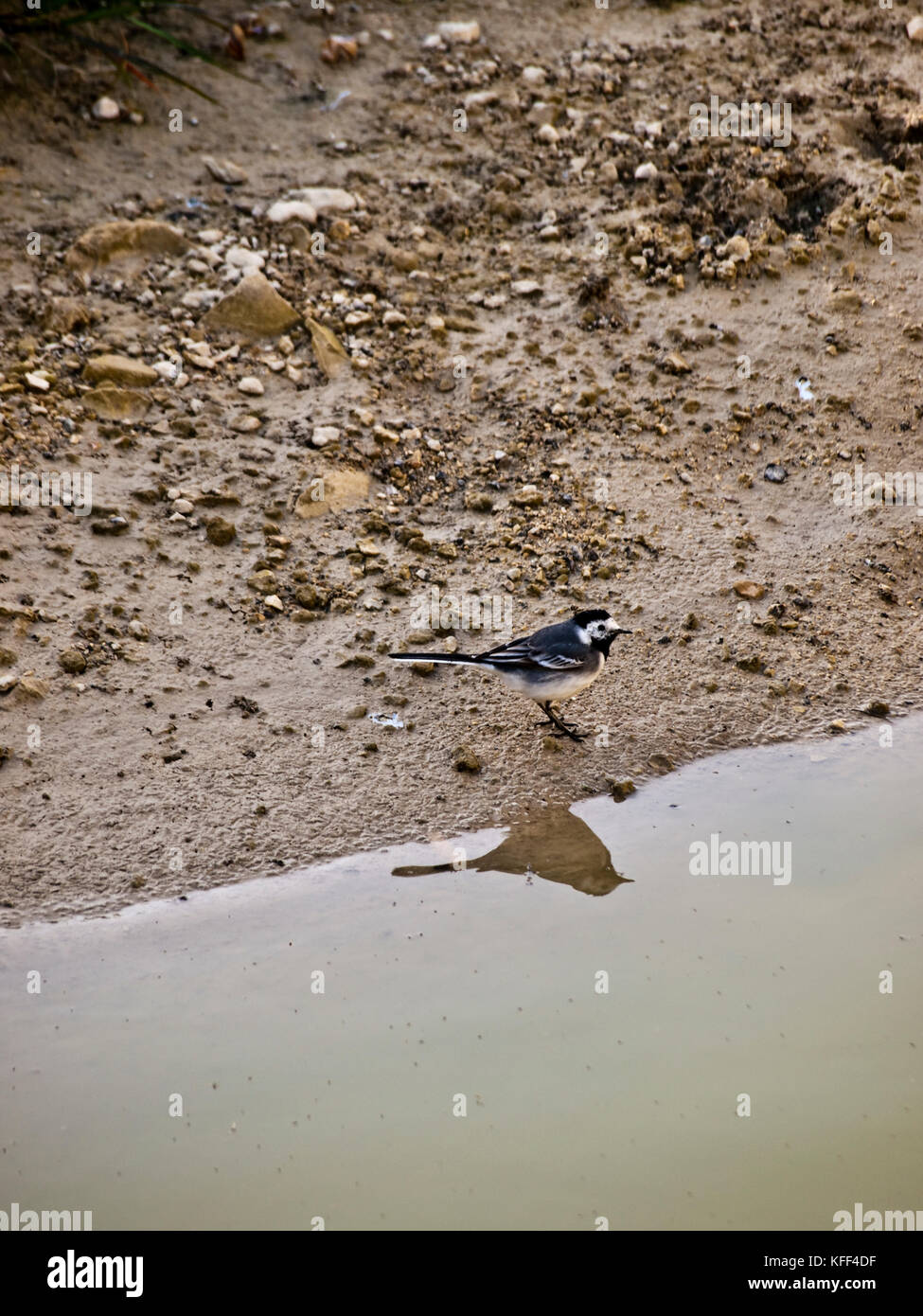 A white wagtail walking along a riverbed foraging for insects Stock Photo