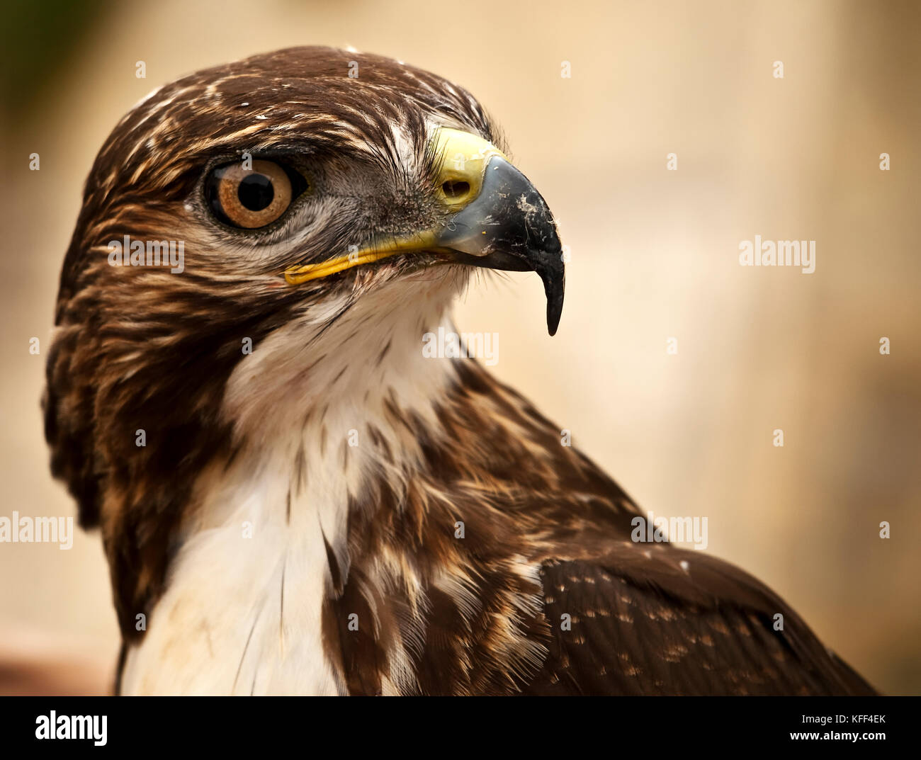 Stunning Raptors Beautiful raptor hi-res stock photography and images - Alamy