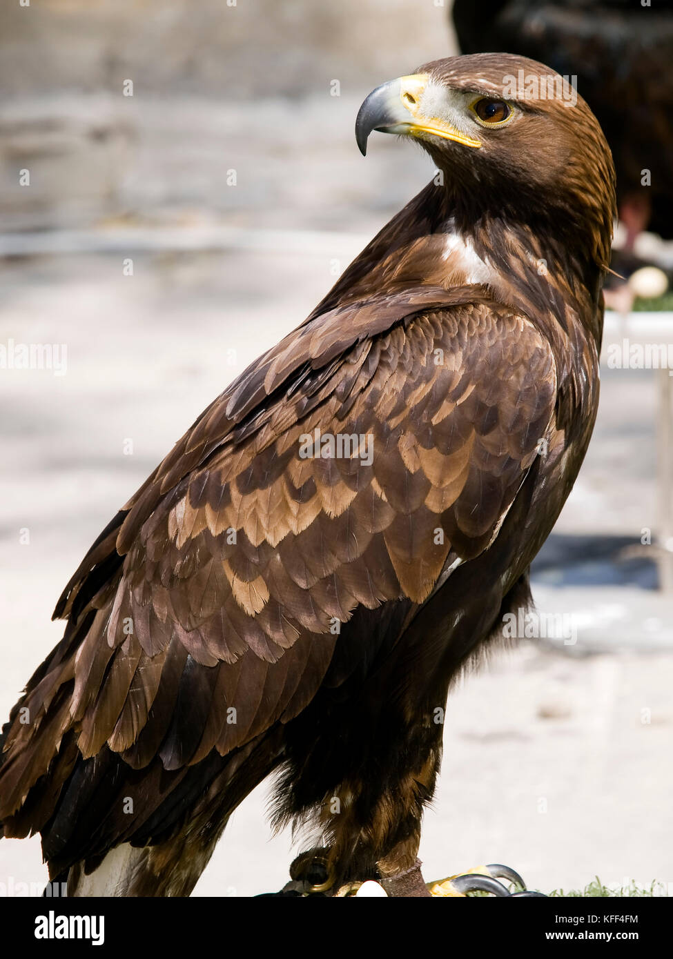 The Beautiful And Endangered Golden Eagle Or Aquila