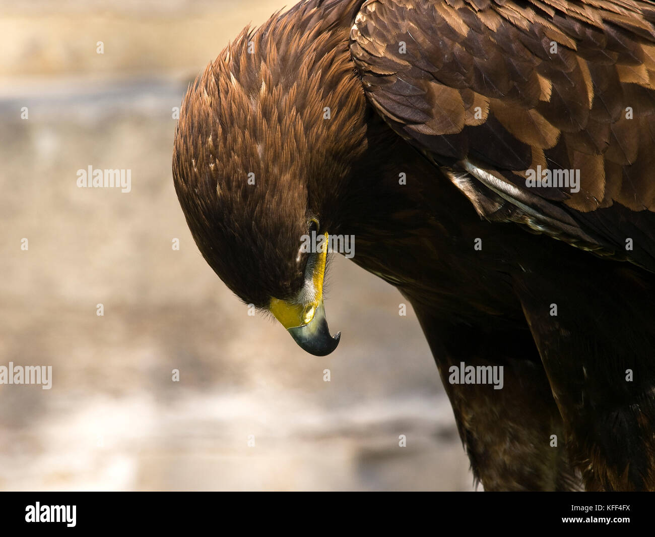 The Beautiful And Endangered Golden Eagle Or Aquila