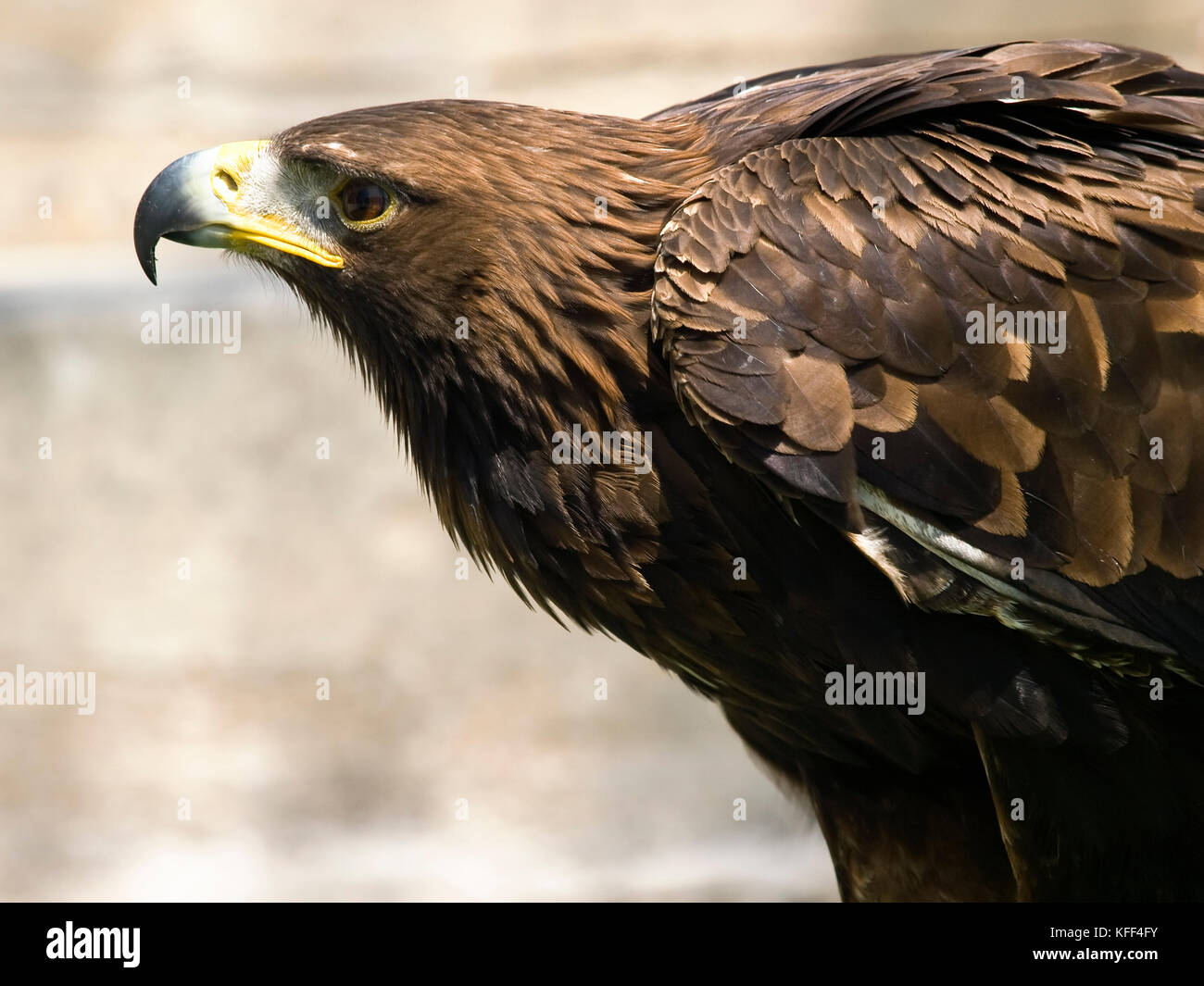 The Beautiful And Endangered Golden Eagle Or Aquila
