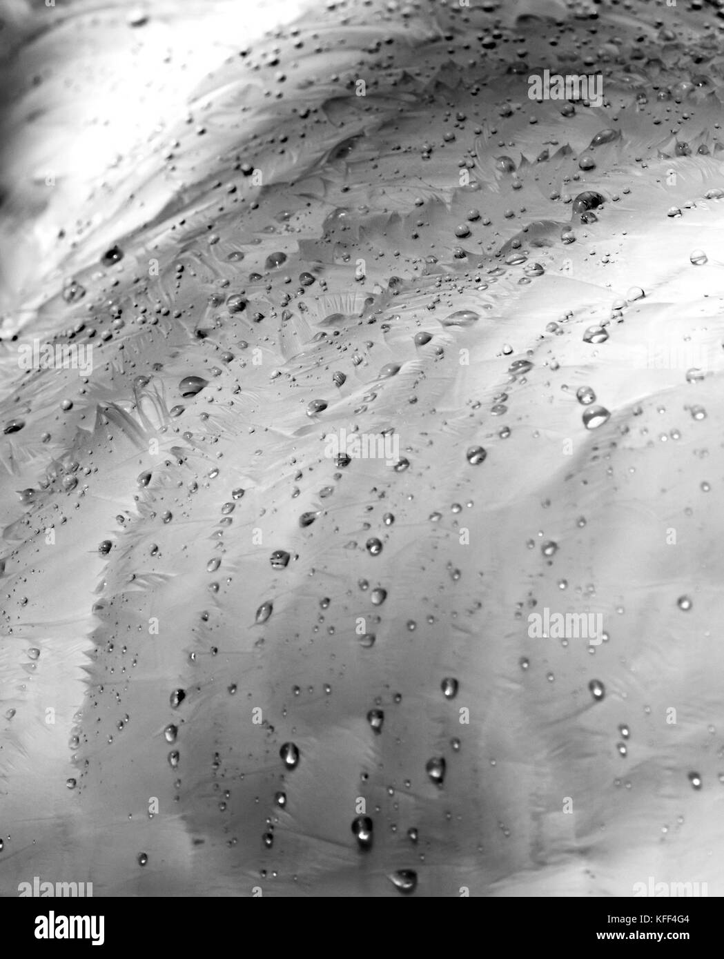 Detail of a swan's feathers showing the effectiveness of their water resistance with tiny droplets of water forming on their surface Stock Photo