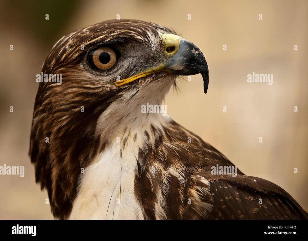 Identify birds of prey  Northumberland Wildlife Trust