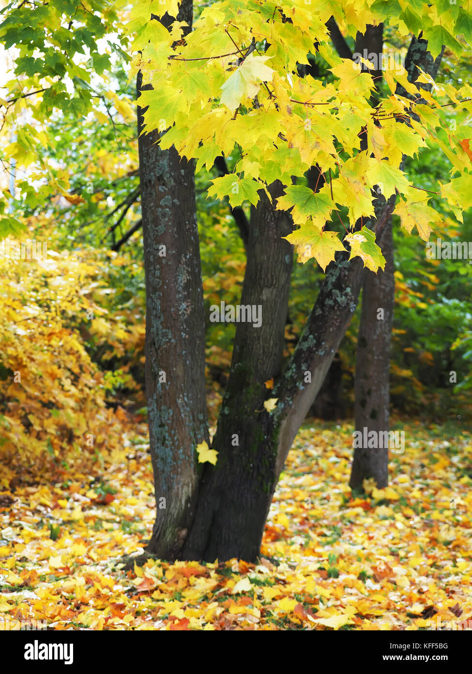 yellow leaves in the park. Autumn Stock Photo - Alamy