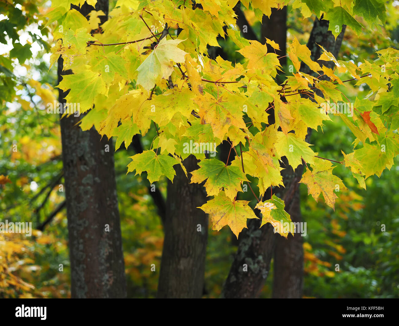yellow leaves in the park. Autumn Stock Photo - Alamy