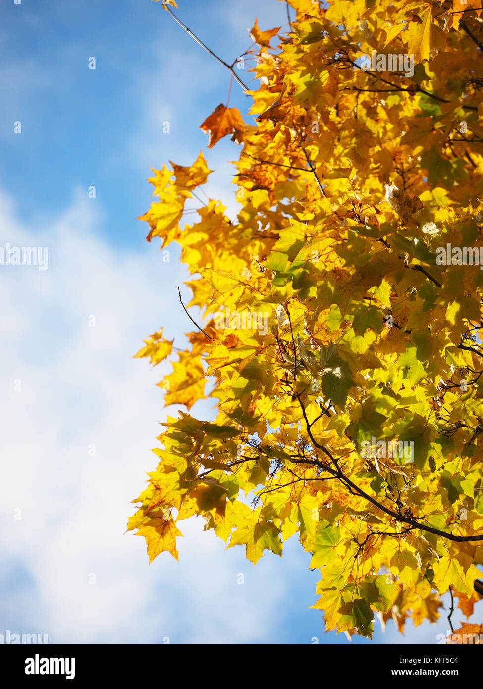 yellow leaves in the park. Autumn Stock Photo - Alamy