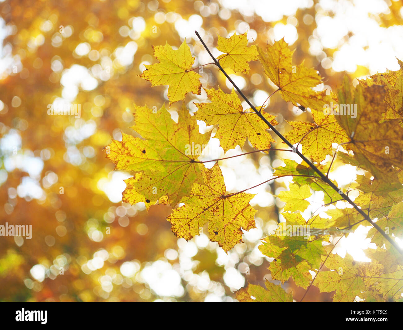 yellow leaves in the park. Autumn Stock Photo - Alamy