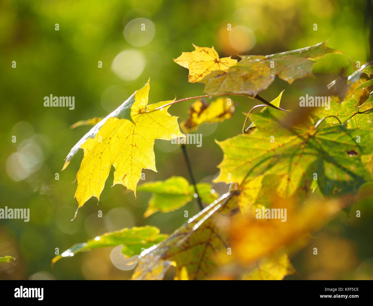 yellow leaves in the park. Autumn Stock Photo - Alamy