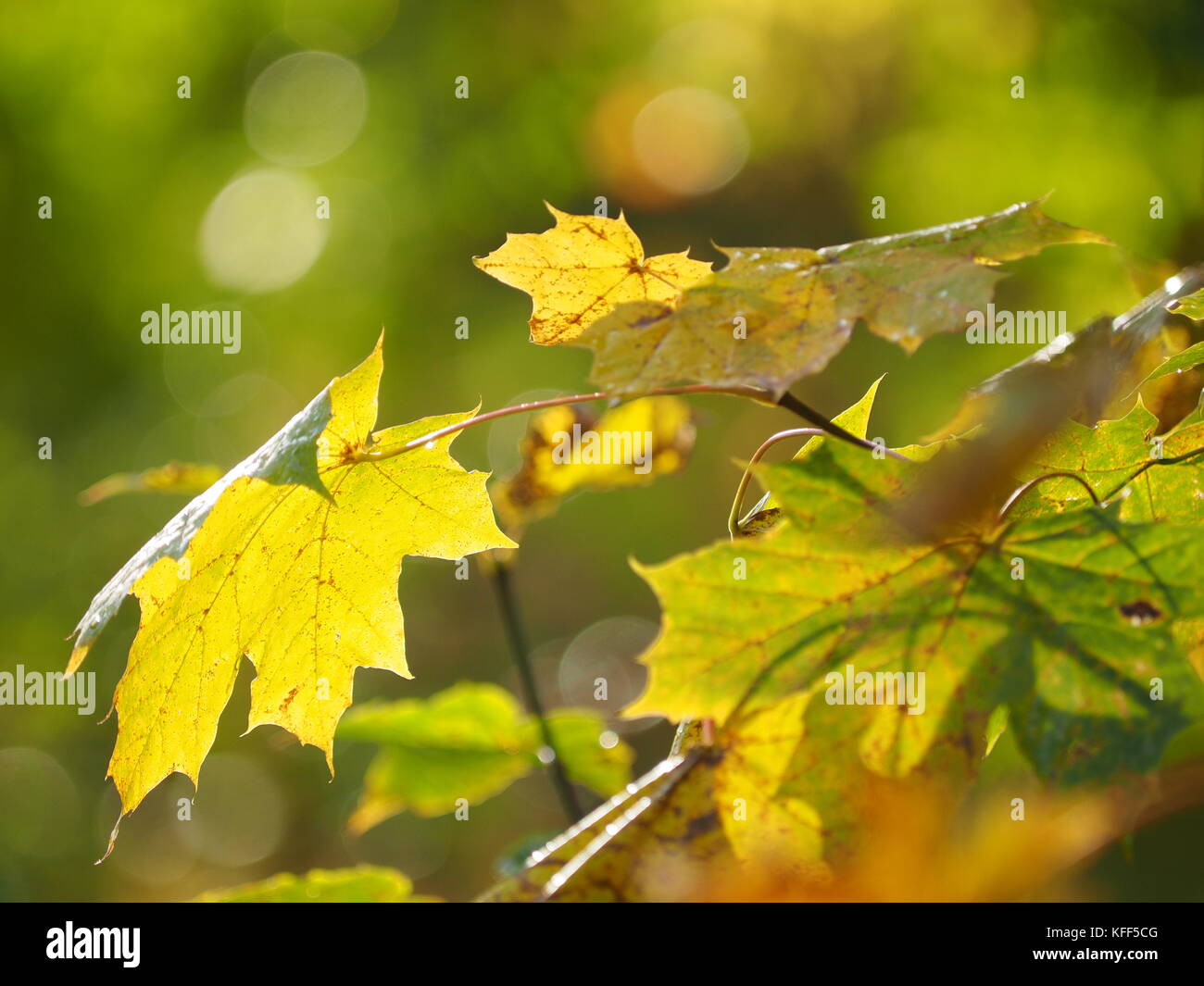 yellow leaves in the park. Autumn Stock Photo - Alamy